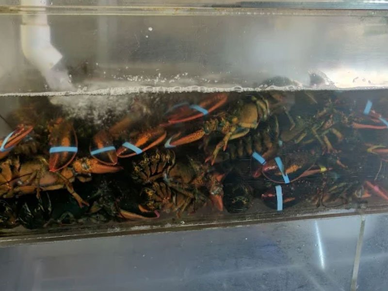 Kings Fish & Seafood Market